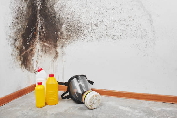 Best Commercial Mold Remediation in Warren Park, IN