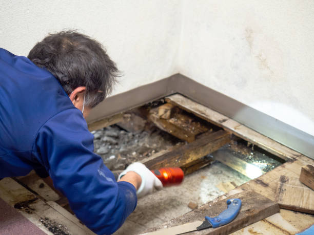 Best Mold Testing and Inspection Services in Warren Park, IN
