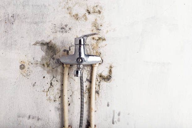 Best Bathroom Mold Remediation in Warren Park, IN
