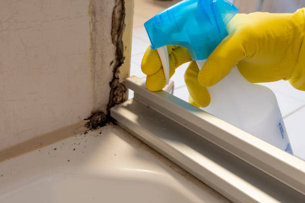 Best White Mold Remediation in Warren Park, IN