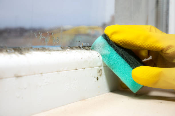 Best Attic Mold Remediation in Warren Park, IN
